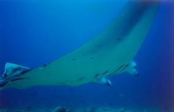 Manta aux Maldives by Philippe Brunner 